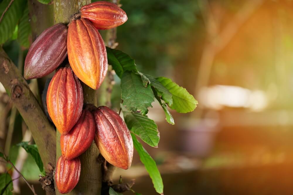 cocoa tree