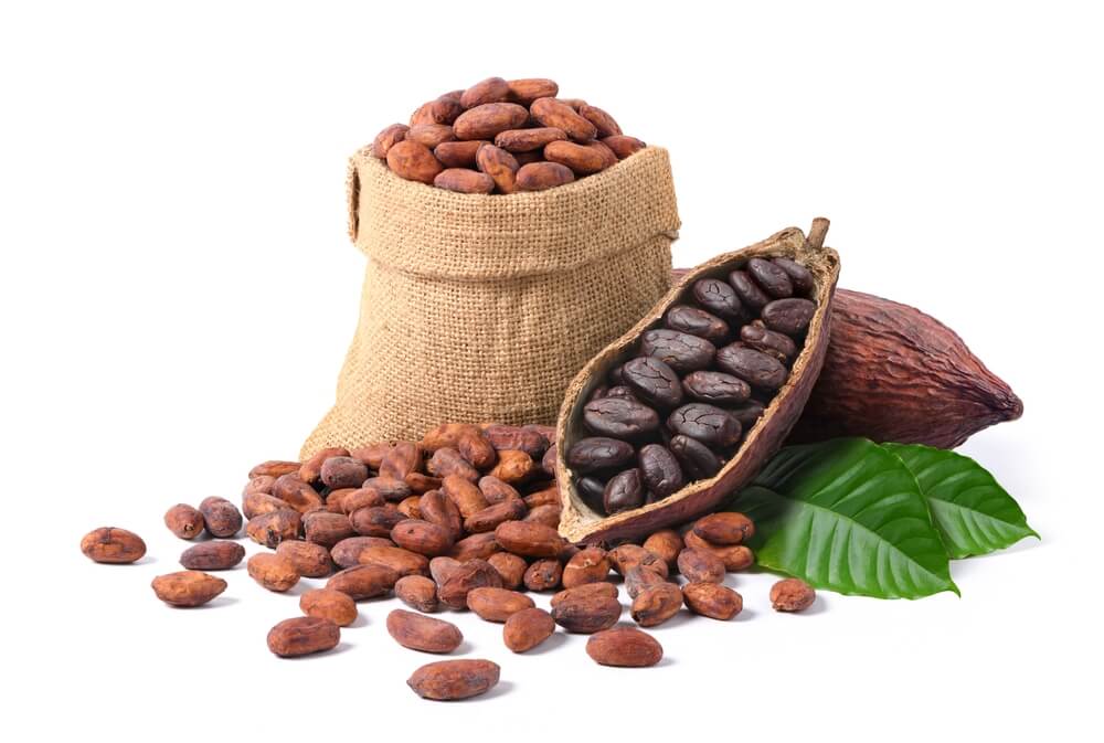 cacao criollo